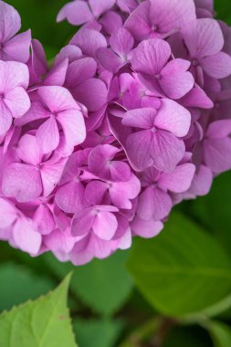 Bahçede Yakın çekim Pembe Ortanca.