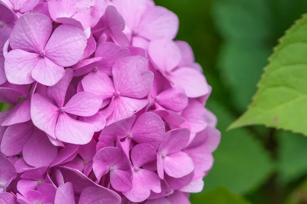 Bahçede Yakın çekim Pembe Ortanca.