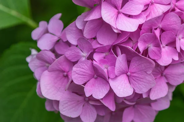 Bahçede Yakın çekim Pembe Ortanca.