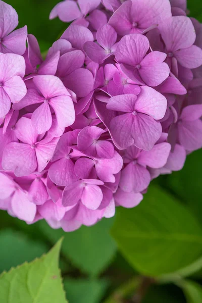 Bahçede Yakın çekim Pembe Ortanca.