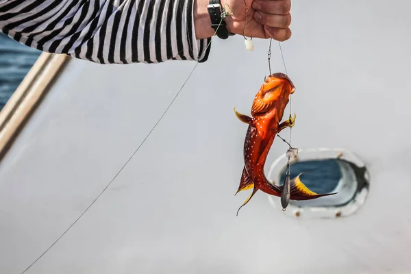 Крупный план красного кораллового окуня в руках рыбака . — стоковое фото