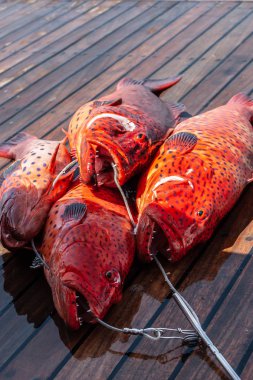 Güvertede kırmızı mercan orgrouper yakın çekim.