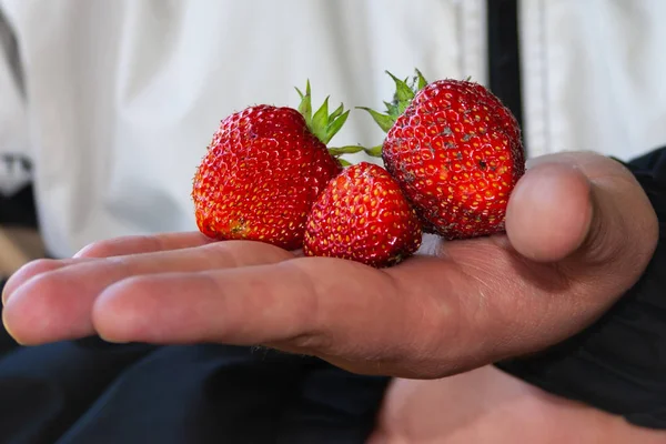 Ripe red strawberries in hand.