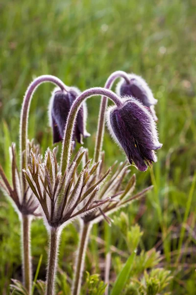 牧草地のために、オキナグサの花のグループのクローズ アップ. — ストック写真