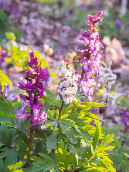 숲속의 할로우루트 꽃의 클로즈업. — 스톡 사진
