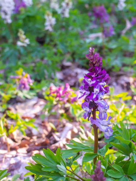 숲속의 할로우루트 꽃의 클로즈업. — 스톡 사진
