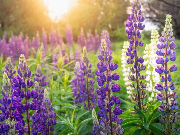 De belles fleurs de lupin fleurissent dans la prairie. — Photo