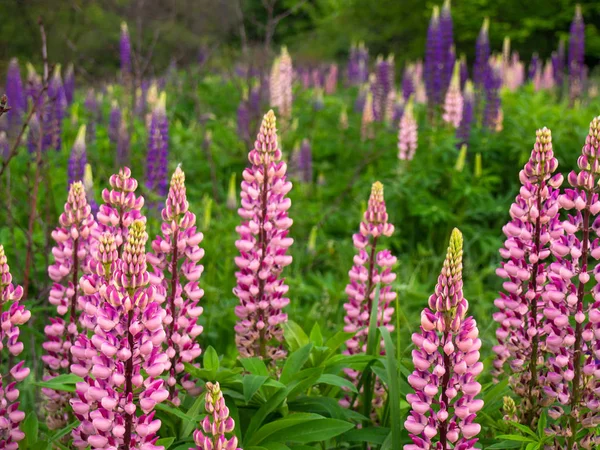 Çayırda güzel lupin çiçekleri açar.. — Stok fotoğraf