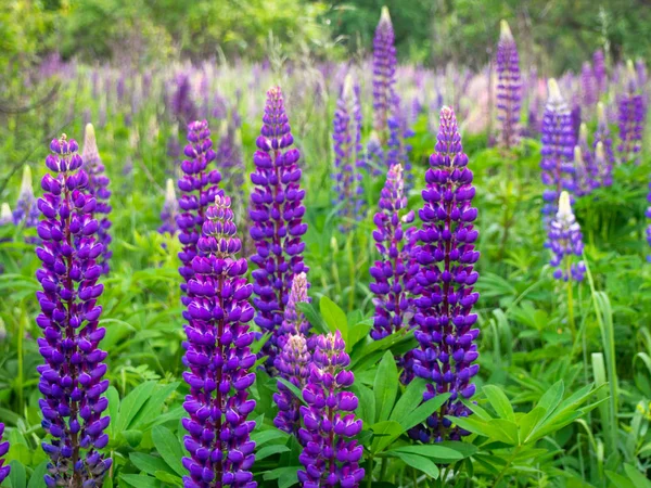 Prachtige bloemen van lupine bloemen in de weide. — Stockfoto