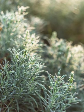 Gün doğumunda çiy ile bitkiler. 
