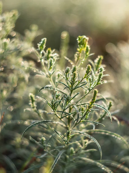 Plantas con rocío al amanecer . — Foto de Stock