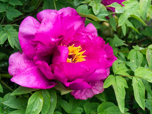 Peony flower in the garden close-up. — Stock Photo, Image