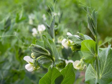 Beyaz çiçekli bezelye, yakın çekim.