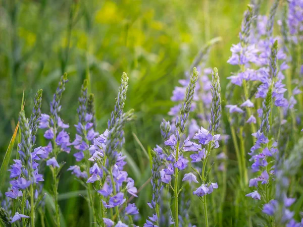 Speedwell flowers grow in the field. — Stock Photo, Image
