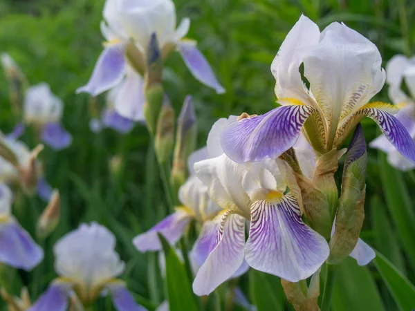 Bellissimo fiore di iris, primo piano . — Foto Stock