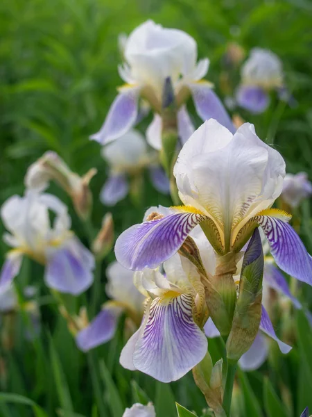 Mooie Iris Bloem, close-up. — Stockfoto