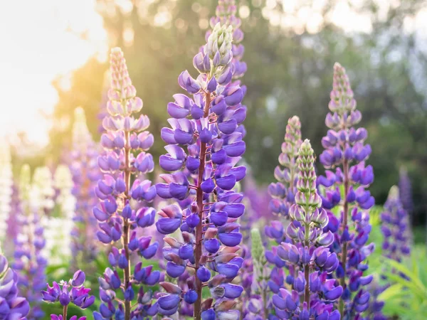 Çayırda güzel lupin çiçekleri açar.. — Stok fotoğraf