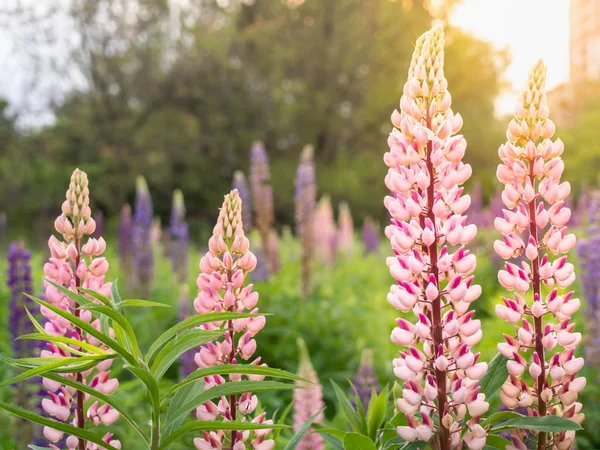 De belles fleurs de lupin fleurissent dans la prairie. — Photo