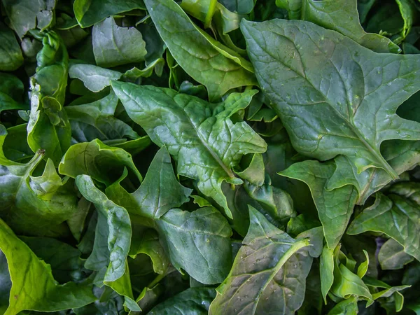 Fresh spinach leaves, close-up. — Stock Photo, Image