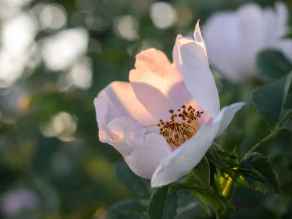 Beautiful flowers of dog-rose blooms in the garden. — Stock Photo, Image