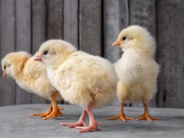 Lindas galinhas em fundo simples . — Fotografia de Stock