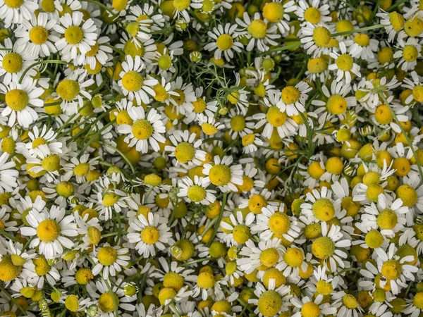 Chamomile flower background. — Stock Photo, Image