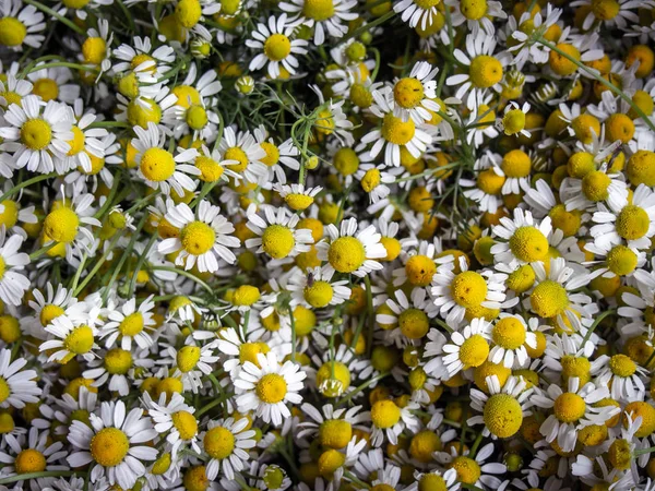 Kamille blomst baggrund . - Stock-foto
