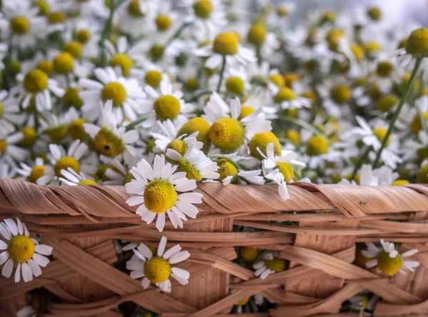 Flores de camomila na cesta . — Fotografia de Stock