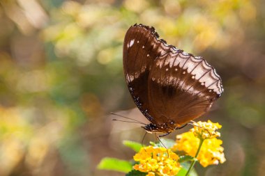 Arka plan bulanık bir çiçek bir kelebeği Close-Up.