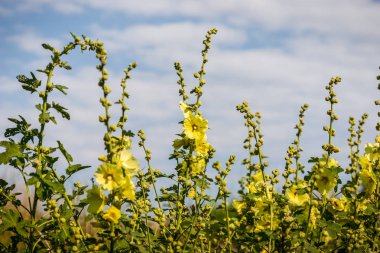 Bahçede Malva bir grup yakın çekim
