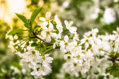 Bahçede kiraz bir dalı, yakın çekim.