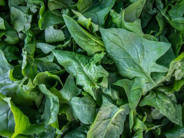 Taze ıspanak yaprakları, yakın çekim.