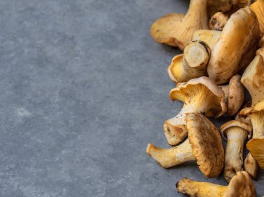 Gri arka planda mantarlar.