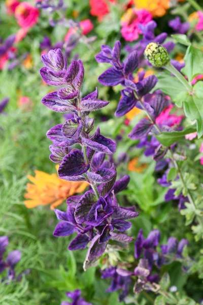 Kwiaty Salvia w ogrodzie zbliżenie. — Zdjęcie stockowe