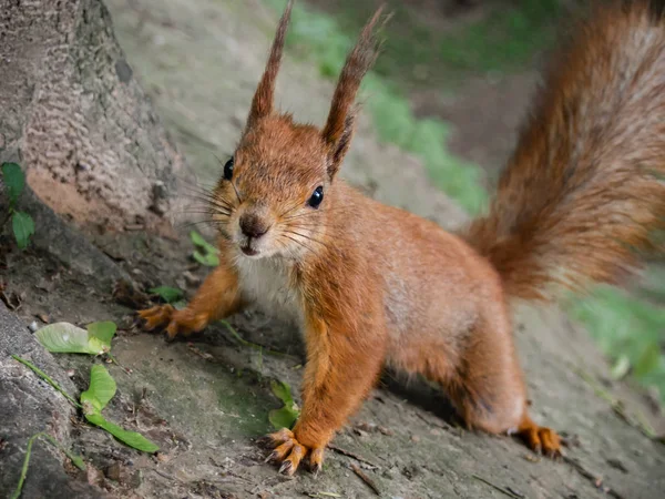 Rotes Eichhörnchen im Park aus nächster Nähe. — Stockfoto