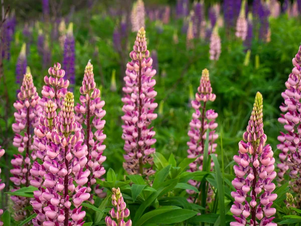 De belles fleurs de lupin fleurissent dans la prairie. — Photo