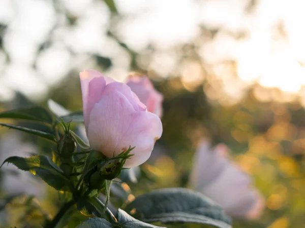 Beautiful flowers of dog-rose blooms in the garden. — Stock Photo, Image