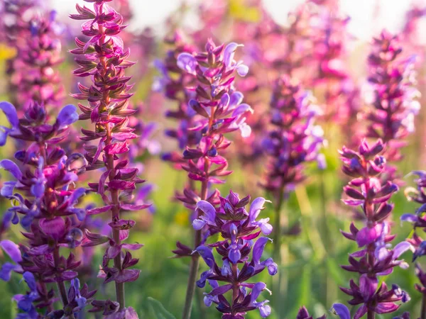 Gros plan sur la fleur de salvia dans la prairie . — Photo