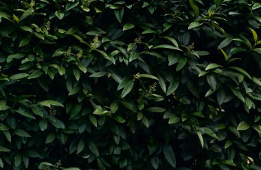 Koyu yeşil yaprakların arka planı.