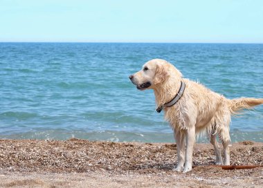 Plajda beyaz labrador av köpeği