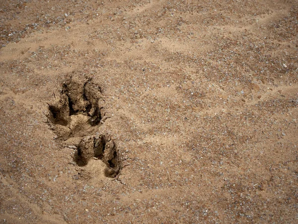 Dog footprint on sand beach