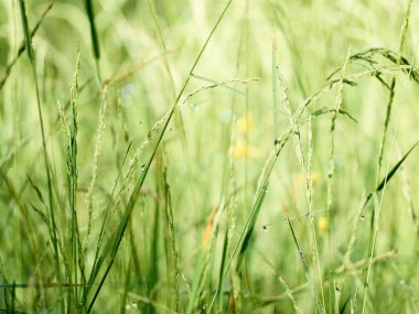 Çimlerin üzerindeki çiy damlaları.
