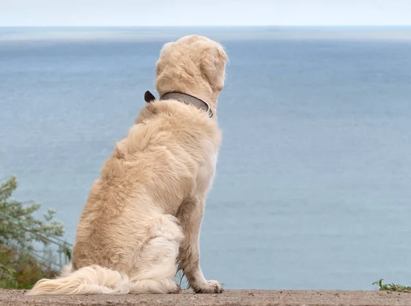 Белая Золотистая Собака Лабрадор Пляже — стоковое фото