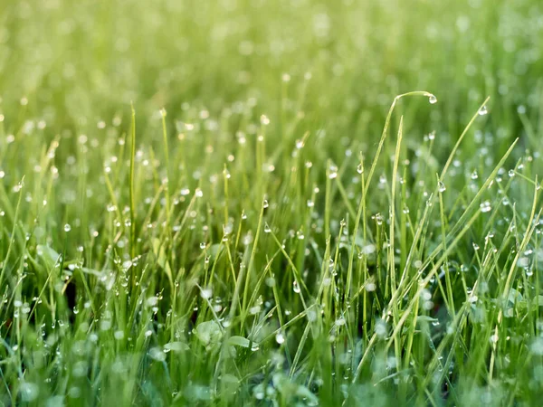 Drops Dew Grass Defocus — Stock Photo, Image