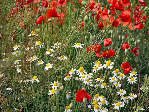 Fleurs Les Coquelicots Rouges Fleurissent Sur Champ Sauvage — Photo