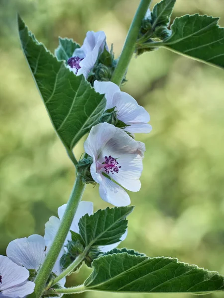 Divoký Květ Althaea Officinalis Zahradě — Stock fotografie