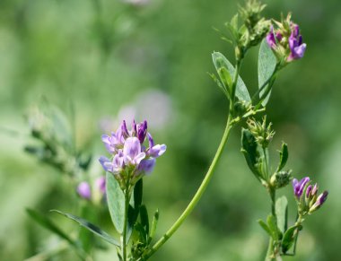 Tarlada yonca çiçekleri. Tıbbi sativa..