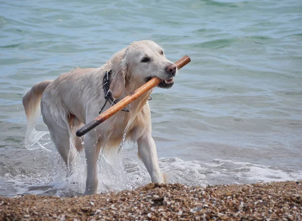 White golden labrador retriever dog on the beach