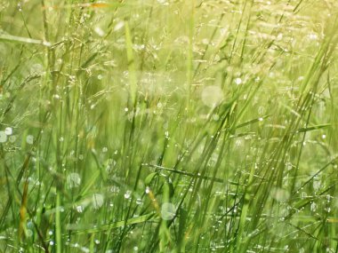 Çimlerin üzerindeki çiy damlaları.