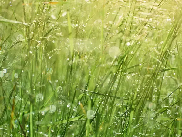 Gotas Rocío Hierba Desenfoque — Foto de Stock